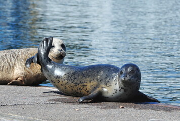 Fototapeta premium Harbor Seals