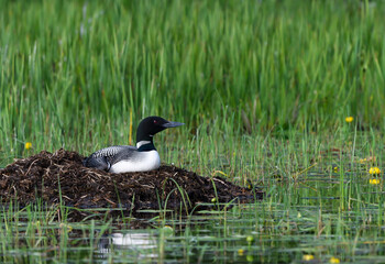 Common Loon Sitting on the Nest on Green Background