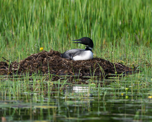 Common Loon Sitting on the Nest on Green Background