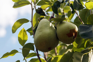 Two ripe pears hanging high on a sunlit branch - a view of the sky