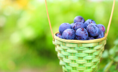 Large purple, blue sweet ripe plums in a beautiful wicker basket in the garden among green bushes...