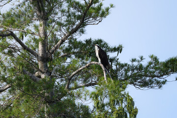 Osprey Perched on Tree Branch on Blue Sky