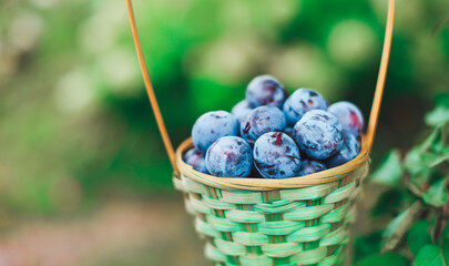 Large purple, blue sweet ripe plums in a beautiful wicker basket in the garden among green bushes and trees. Harvest ripe fruits. Natural, ecological, bio, healthy, hand-grown products for the family