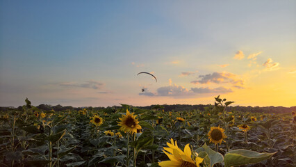Paraglider over the sunflower field at sunset © Paulina
