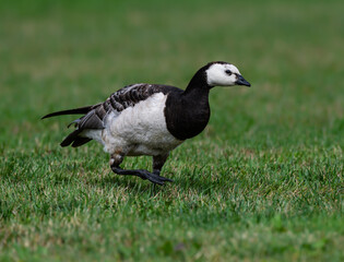 Barnacle Goose Foraging on Grass Field