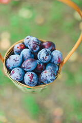 Large purple, blue sweet ripe plums in a beautiful wicker basket in the garden among green bushes and trees. Harvest ripe fruits. Natural, ecological, bio, healthy, hand-grown products for the family