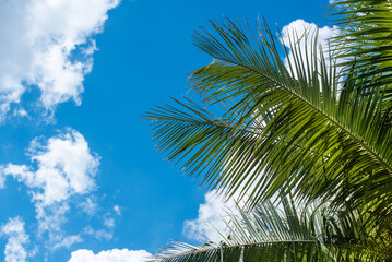 against a background of blue sky white clouds and branches of palm trees. tropical leaves. content, place for text