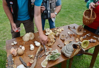  Mushroom determination at a mushroom meeting. Mushroom lovers attend a mushroom knowledge class. 