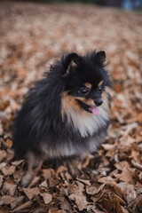 German Spitz in the grass