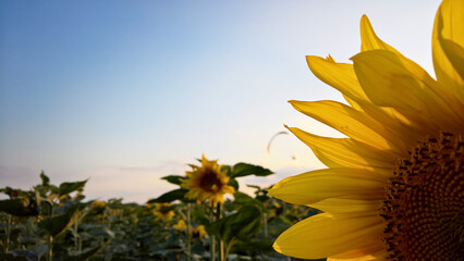 Paraglider over the sunflower field at sunset © Paulina