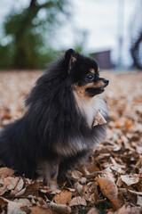 Fototapeta premium German Spitz in the grass