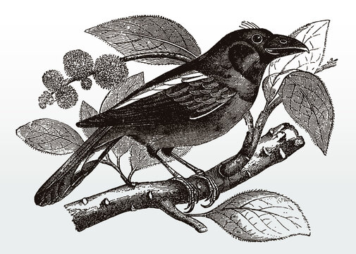 Banded broadbill, eurylaimus javanicus in side view sitting on a branch, after an antique illustration from the 19th century