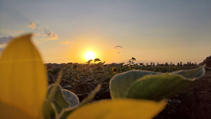 Paraglider over the sunflower field at sunset © Paulina