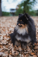 Obraz premium German Spitz in the grass