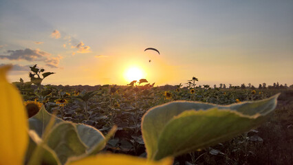 Paraglider over the sunflower field at sunset © Paulina