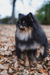Obraz premium German Spitz in the grass
