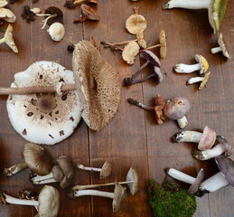 Different kind of mushrooms on a wooden table.