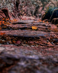 autumn leaves on the rock