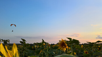 Paraglider over the sunflower field at sunset © Paulina