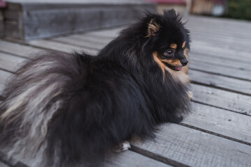 German Spitz in the grass