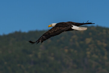 Bald eagle soaring in-flight, eagles flying.