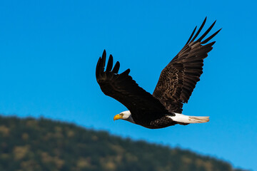 Fototapeta na wymiar Bald eagle soaring in-flight, eagles flying.