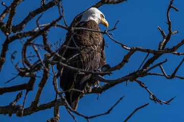 Bald eagle sitting in a tree.