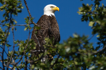 Bald eagle sitting in a tree.