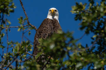 Bald eagle sitting in a tree.