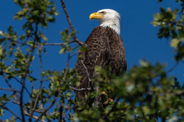 Bald eagle sitting in a tree.