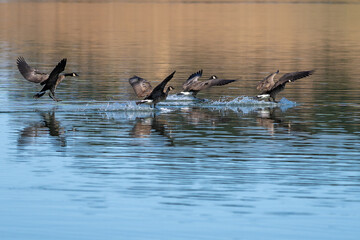 Canada geese flock flying landing on the water.