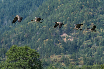 Canada geese flock flying in-flight.