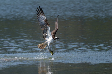 Osprey catching a fish and taking off from water.
