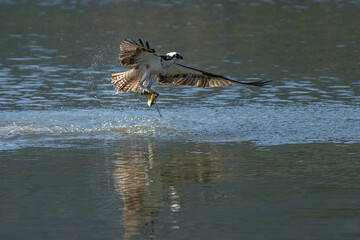Osprey catching a fish and taking off from water.