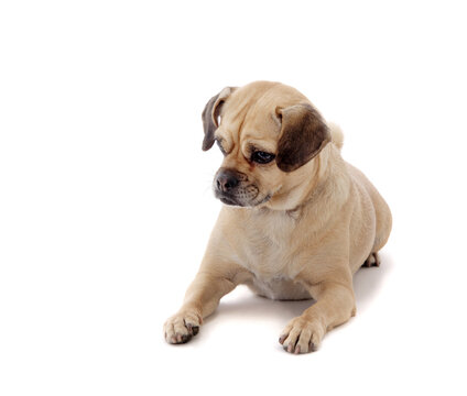 Small dog beige color isolated on white.Studio