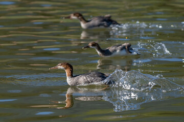 Common Mergansers swimming on the water going after fish.