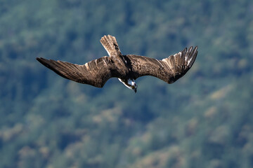 Osprey flying diving in-flight.