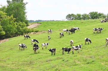 Cows on Hill