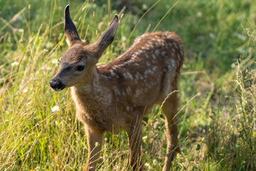 White-tailed deer fawn, baby animal.