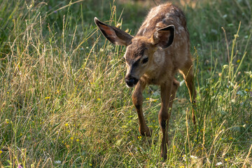 White-tailed deer fawn, baby animal.