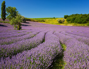 Fototapeta na wymiar Purple lavender field in Hungary