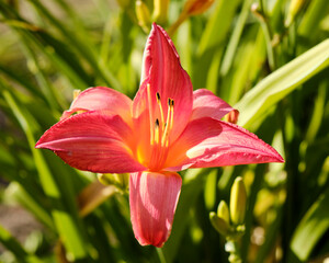"Gift of Love" Day lily (hemerocallis Hybrida) in full summer bloom