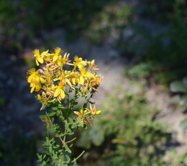 Yellow St. John's Wort flower. Hypericum perforatum, medicinal plant.