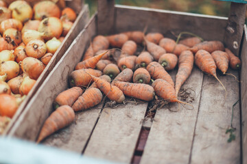Few ripe small dirty carrots poor crop are in shabby wooden plank container box. Summer, autumn...