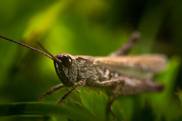 A grasshopper on a leaf. Nature and insect concept. Close up of a grasshopper insect.
