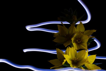 Yellow European flower Dotted Loosestrife isolated on a black background  lit by a streak of light