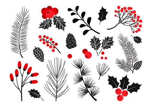 Christmas vector plants, holly berry, christmas tree, pine, rowan, leaves branches, holiday decoration, winter symbols isolated on white background. Red and black colors. Vintage nature illustration