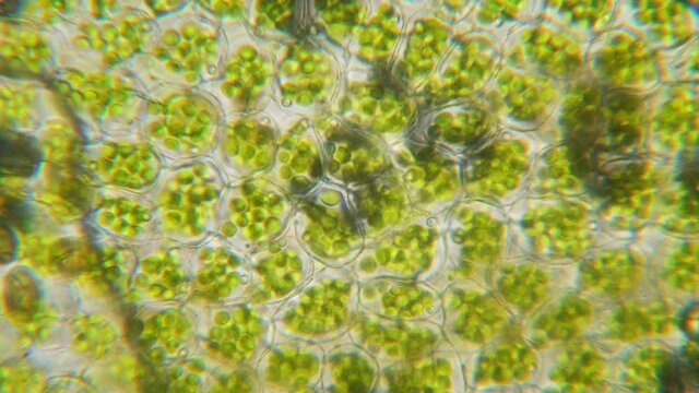 Видео деления клетки под микроскопом cell division Cell division, Biology lessons, Biology art