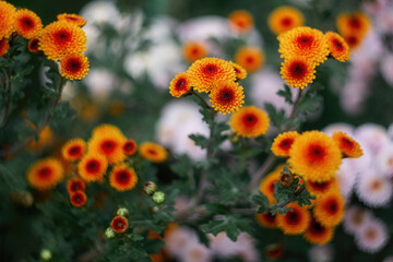 Red-orange chrysanthemums on a blurry background close-up. Beautiful bright chrysanthemums bloom in...