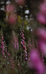 purple flowers in the mountains